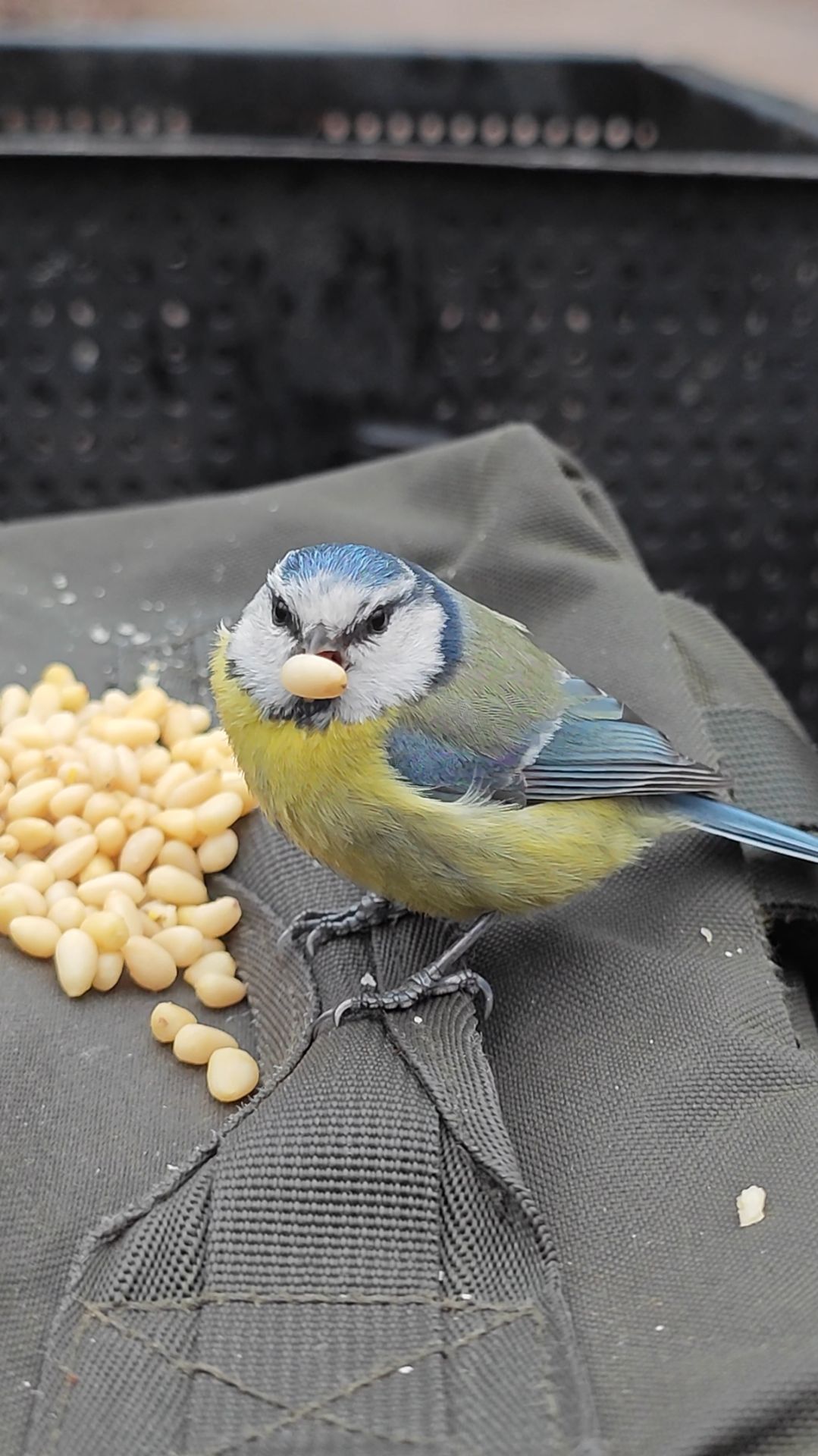 Синица и орешек