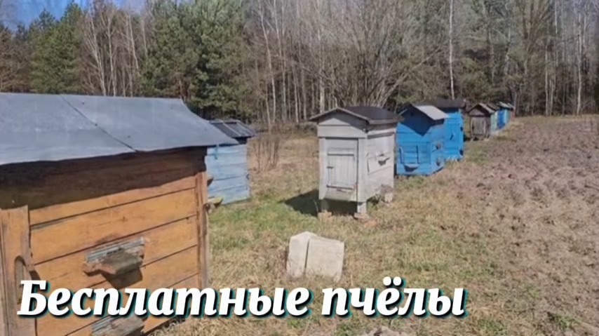 Как поймать первый рой без затрат. Нашли маточник в улье. Покрасили печку и потолок в комнате.