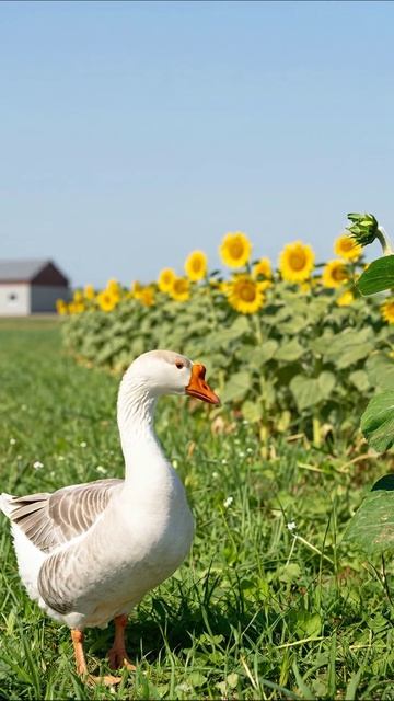 Утка на фоне подсолнечников #утка #подсолнечники #ферма