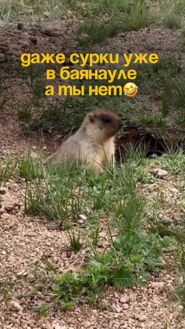 🤣Жирненькие такие милахи