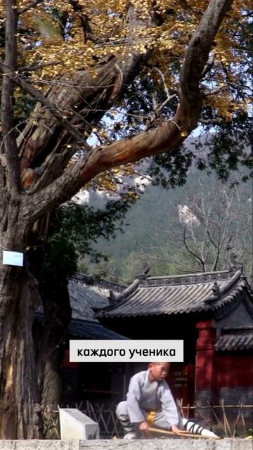 Цитата Цицерона