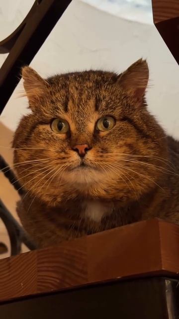 Мой дом - моя крепость