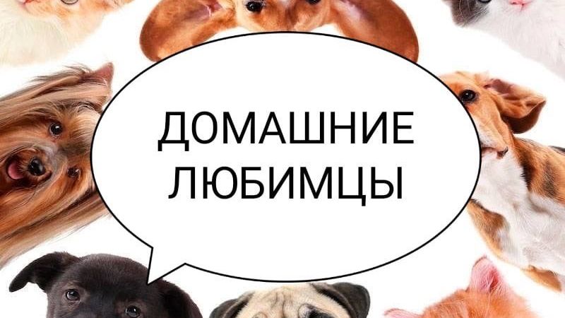 Домашние любимцы . Занятие от 07.04.2026. Педагог Дарченко Татьяна Олеговна