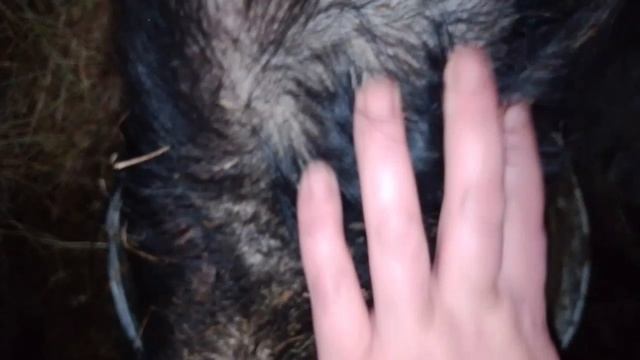 Дождик, вышла покормить животных.