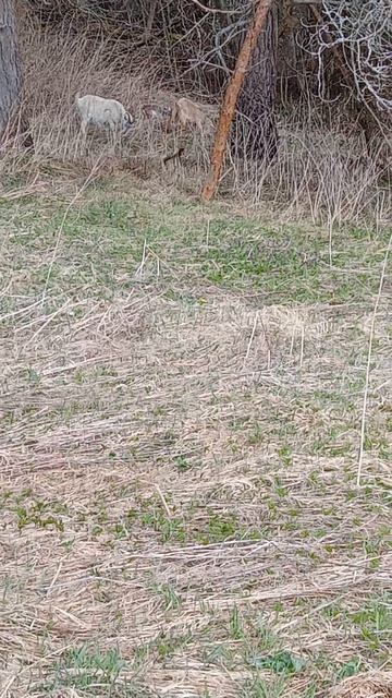 14.04.26 Первая трава