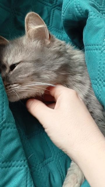 реальная жизнь 14.04.26 кошка Мася