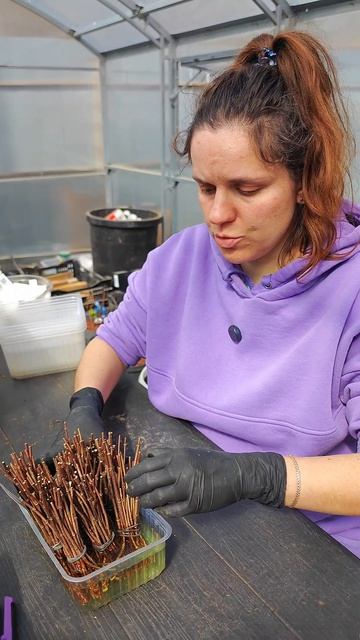 Весеннее черенкование одревесневшим черенком.