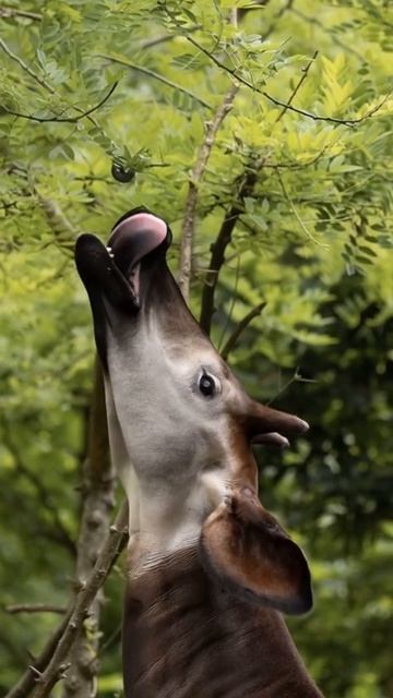 КТО ЭТО? 90% людей не знают правильный ответ