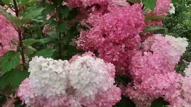 Гортензия - красивый декоративный кустарник