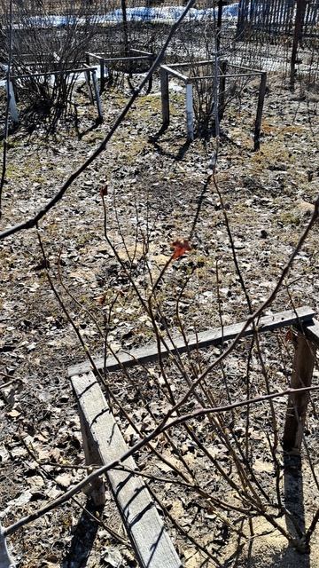 Обрезка молодой яблони