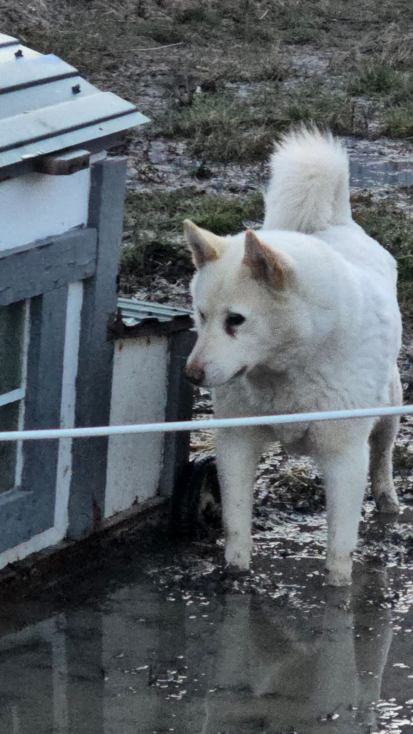 Хочется уточку