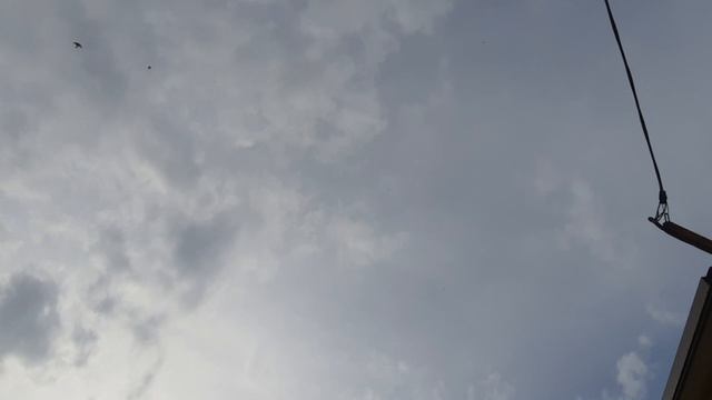 14.04.26 г. Андижанская порода голубей (2)