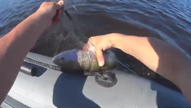 В ЭТОЙ ЯМЕ ДЕД ДЕРЖАЛ КРУПНУЮ СЕТКУ!СНОВА РЫБИНА ВЛЕТЕЛА!