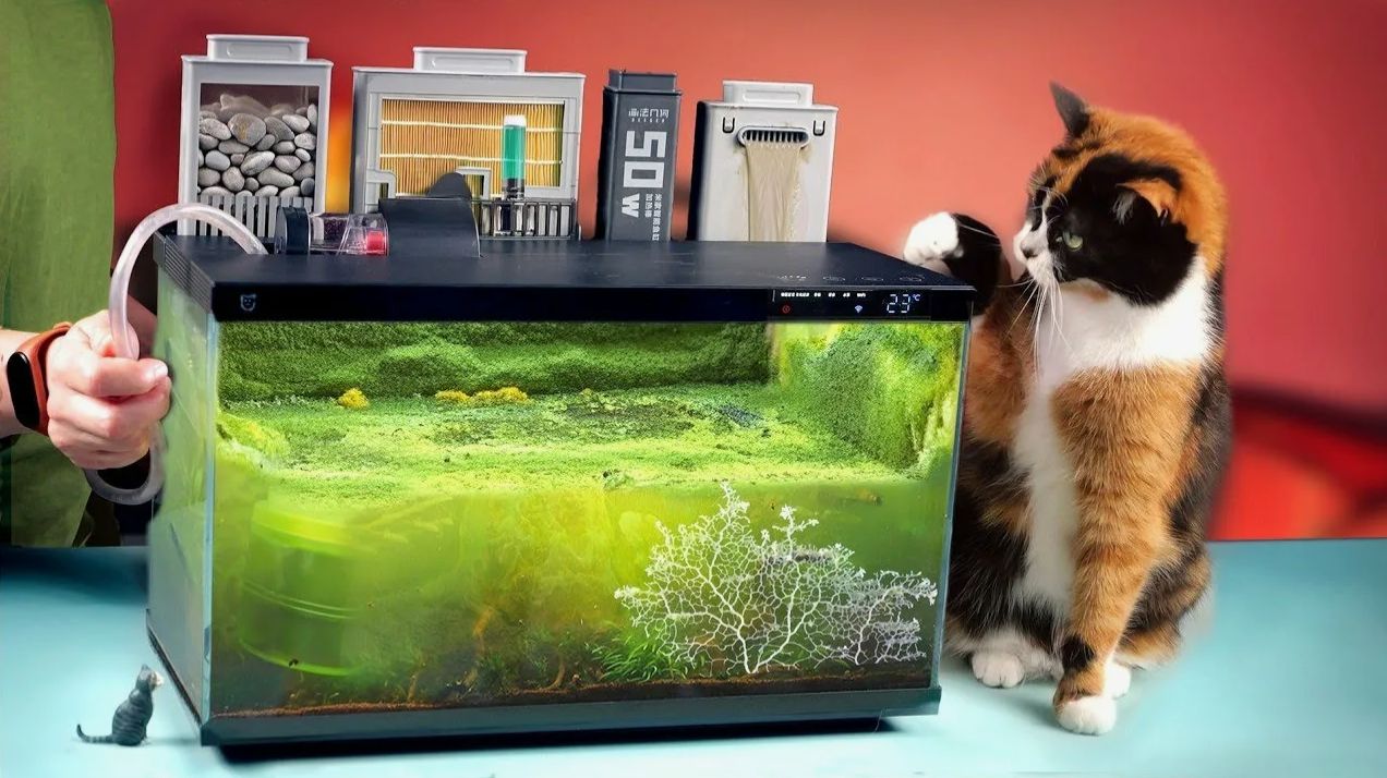 АКВАРИУМ ИЗ БУДУЩЕГО - 240 ДНЕЙ СПУСТЯ