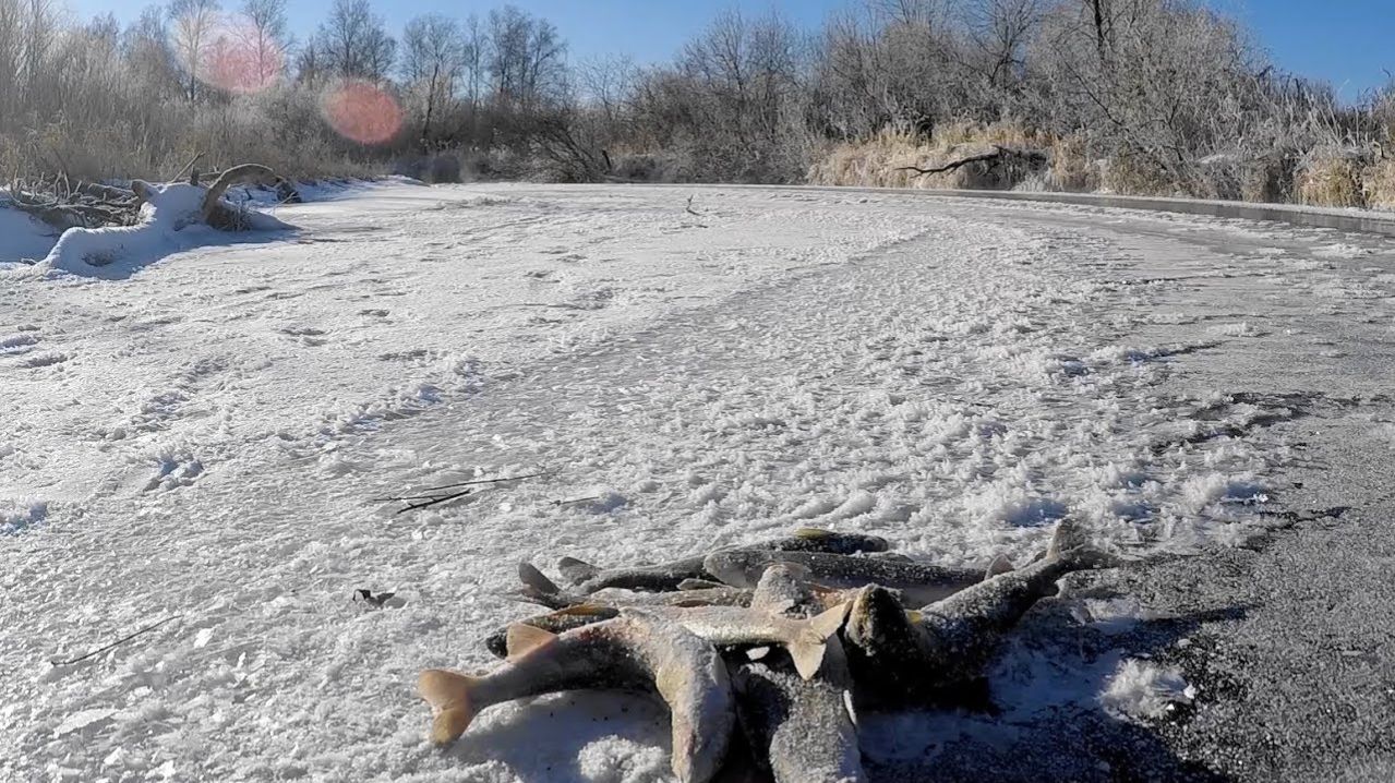 Зимняя Ловля Хариуса. Лучшая Зимняя Рыбалка. Интересные Моменты. Русская Рыбалка 2026 на РУТУБЕ