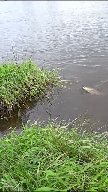 ПОЙМАЛ МОНСТРА которому почти 20 ЛЕТ. Рыбалка на спиннинг