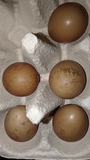 Яйца курицы румынского фазана