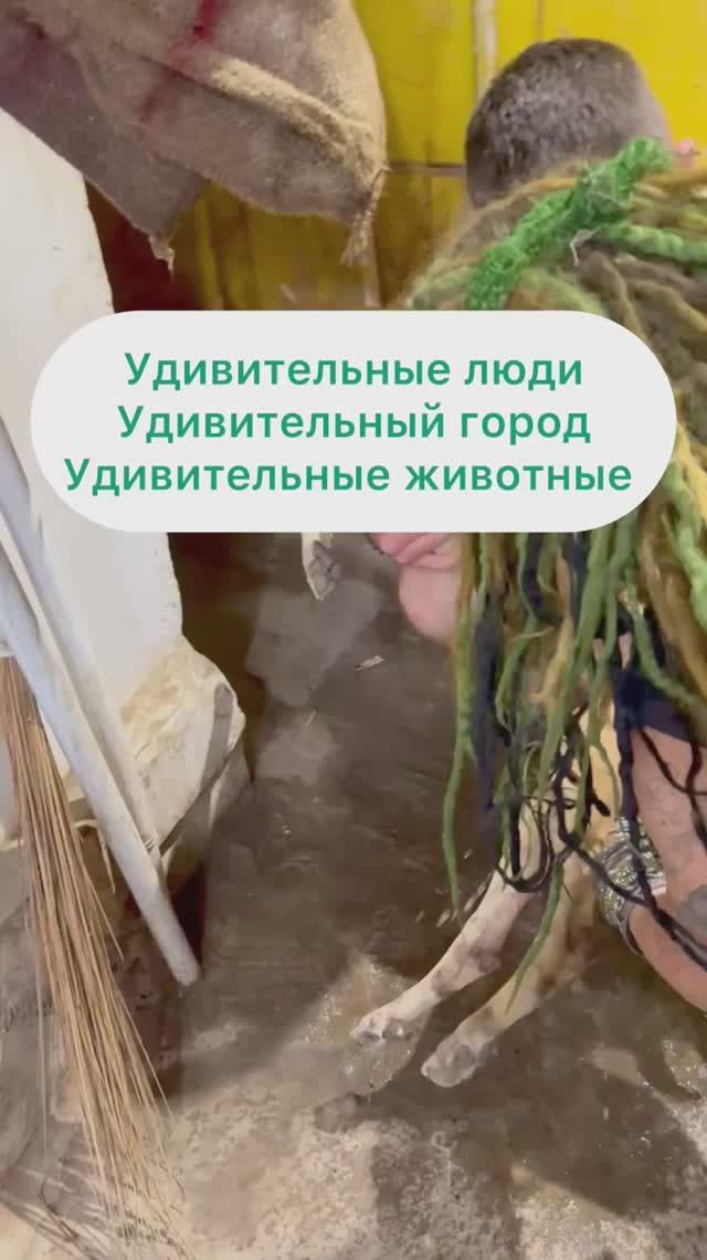 400 собак у Наташи…. О как!