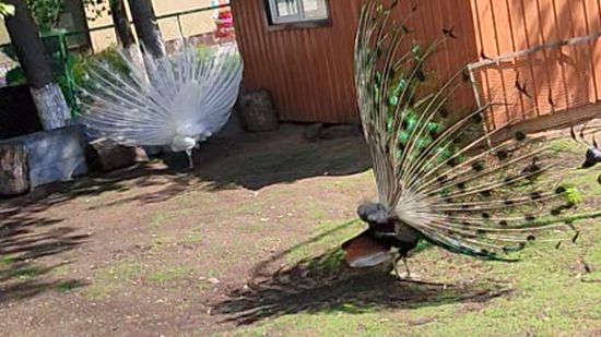 Красавцы павлины