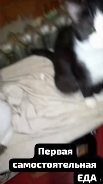 🧣 После бомбежки- микроинфаркт.С 4 апреля - дисфагия.Сегодня- восстанавливается. 🤦