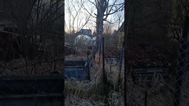 Басенджи Санечка.Утренняя прогулка.