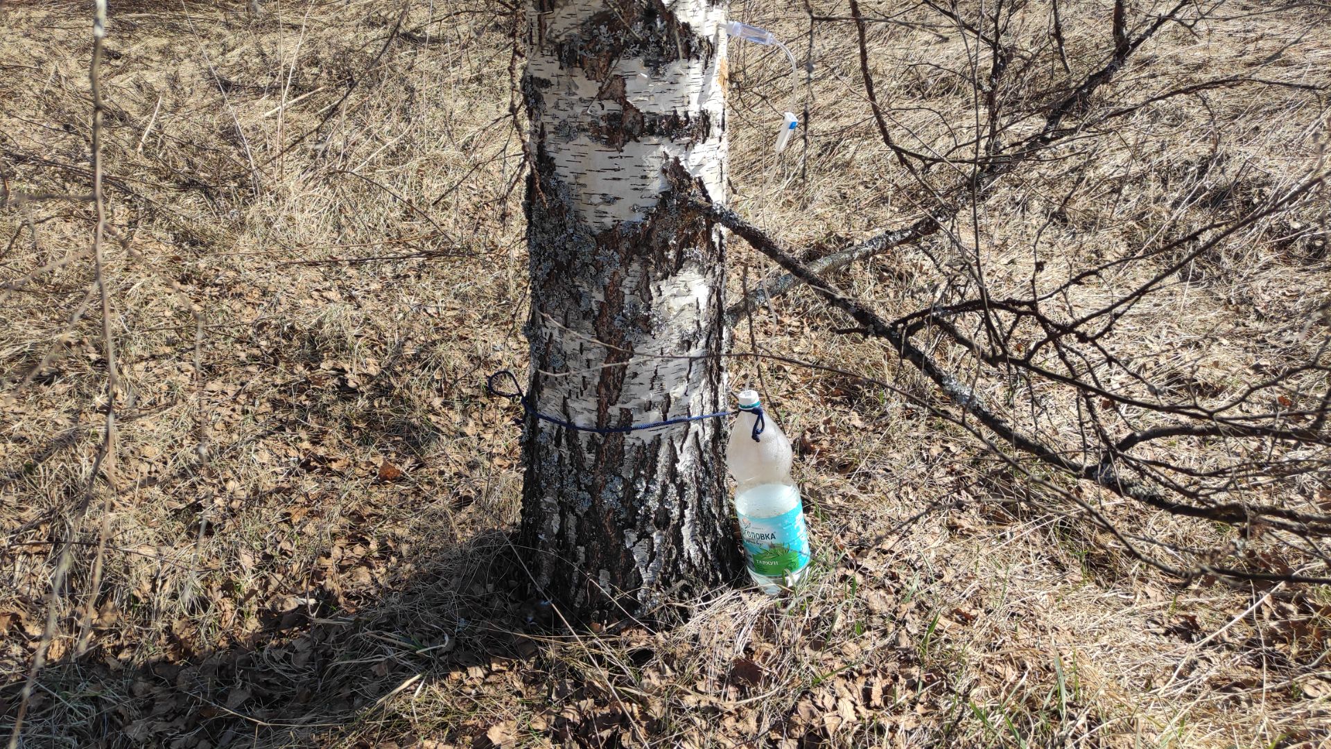 Как собрать берёзовый сок легко и без вреда дереву