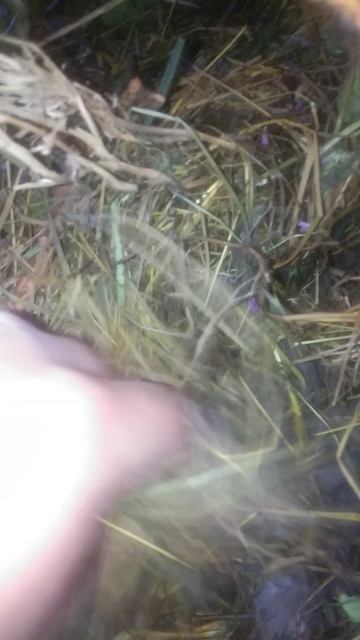 Как рождаются крольчата на самом деле?какие неприятости бывают ?