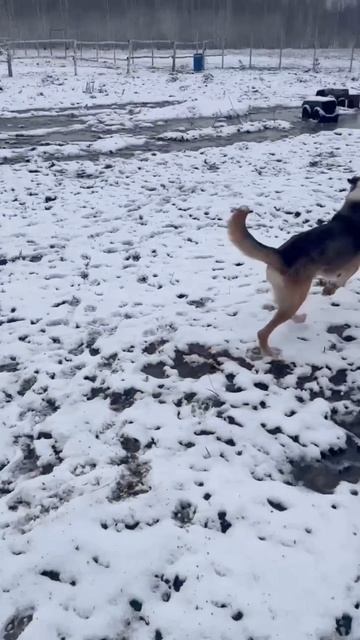 Дружба - это когда ваши ритмы совпадают ❤️🐾
#приютСудьба #приютдляживотных #животные #собаки #дружба