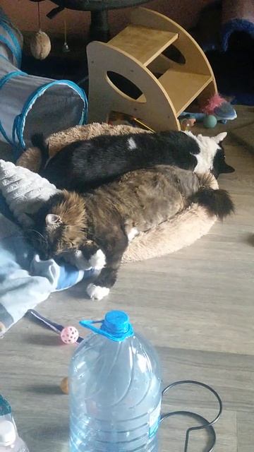 В отключке после завтрака