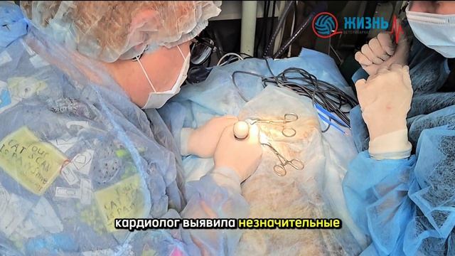 Ветврач ортопед в Калуге. Перелом челюсти у чихуахуа. лечение в ветеринарной клинике Жизнь.