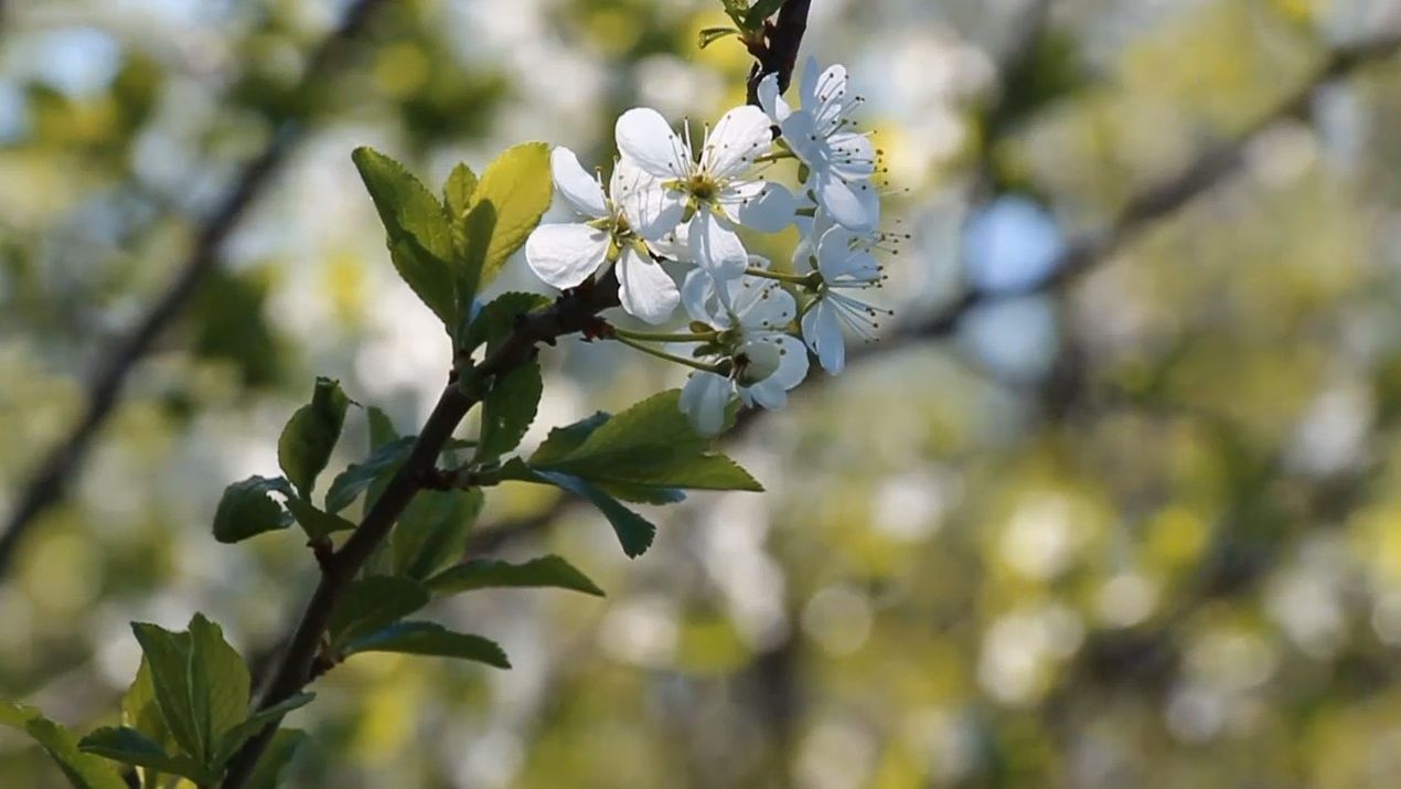 К ПОСЕВНОЙ! «МАЙСКИЕ КОРАБЛИ» в деревне: «Густы их мачты как леса!» КЛИП МОЕГО СТИХОТВОРЕНИЯ
