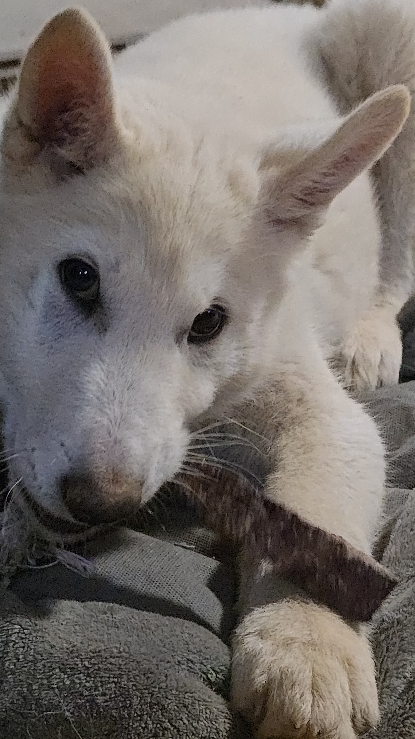 Вологодские вкусняшки