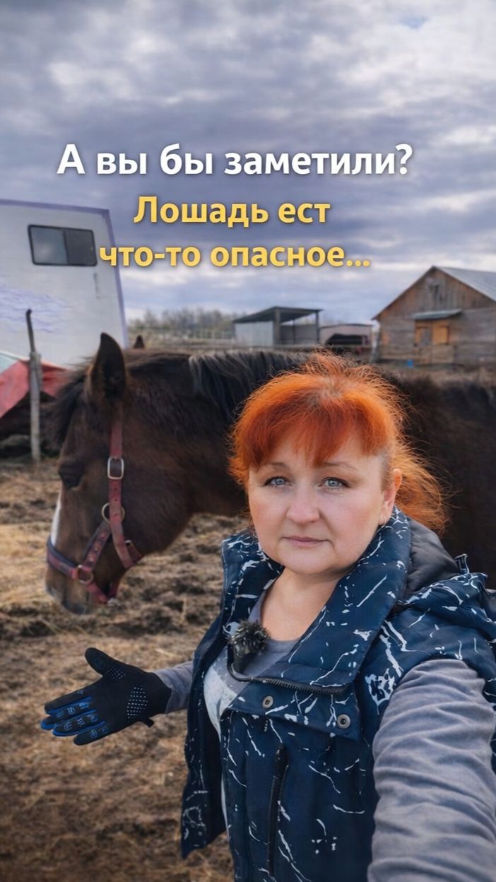 А вы бы заметили?  Лошадь ест что-то опасное…