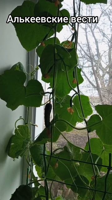 огурцы на подоконнике