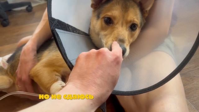 Новости от Амельки!