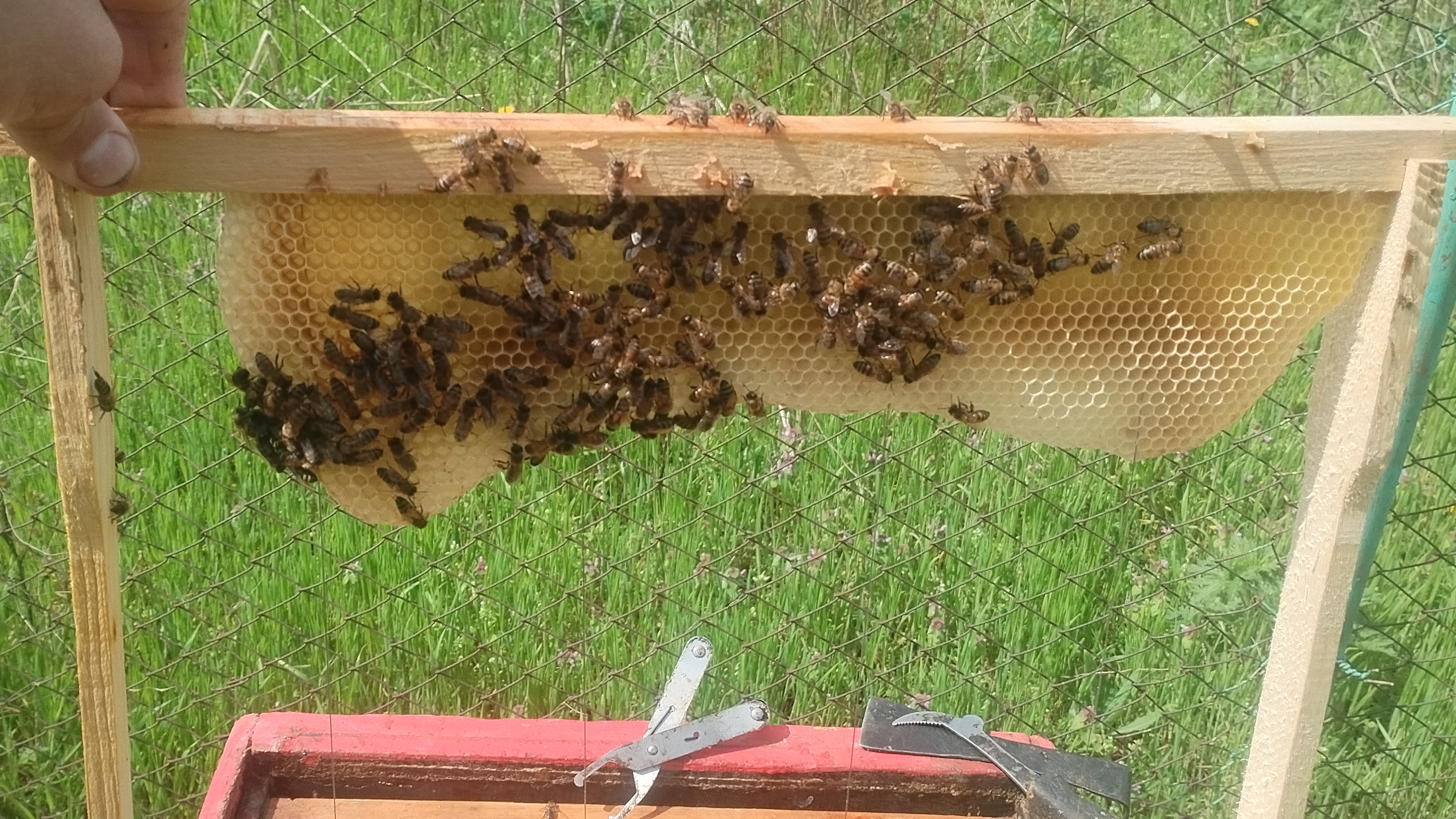 Работает рамка без вощины, матка сеет.