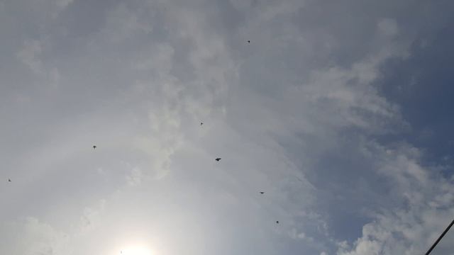 14.04.26 г. Андижанская порода голубей (1)