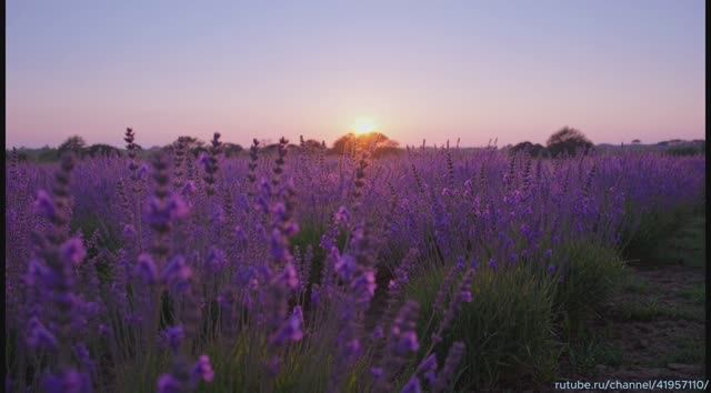 Нейрососредоточение: ИИ‑видео для сброса суеты и мозговой перезагрузки