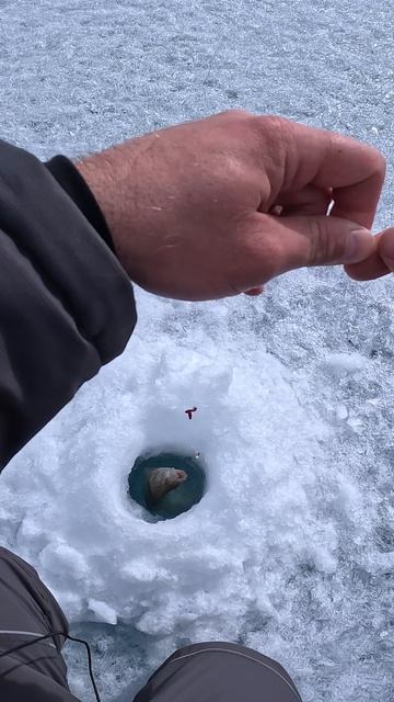 крупный окунь