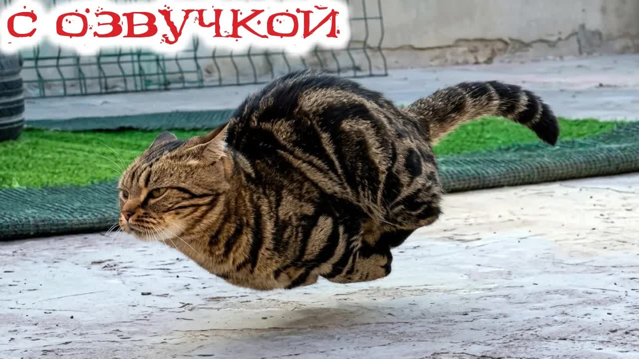 Приколы с котами! С ОЗВУЧКОЙ! Смешные коты 2026! Самые СМЕШНЫЕ ЖИВОТНЫЕ!