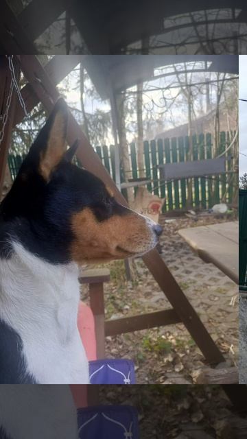 Басенджи Санечка.Просто 🔥