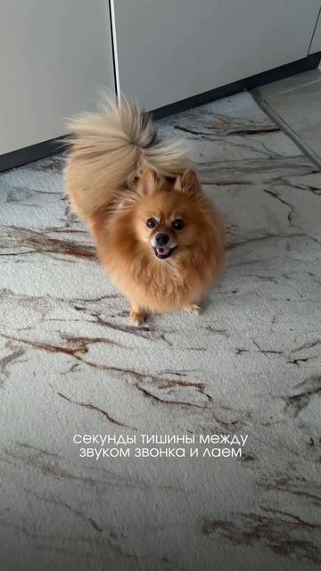 Чтобы отучить собаку лаять на дверь, вам понадобится: