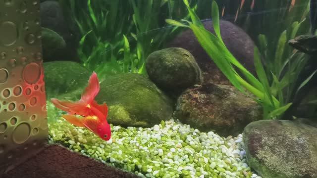 Золотые рыбки!!!