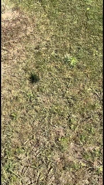 Дикие яблоки! #яблоки #копмонет #дикиеяблоки #яблоня #поискмонет #находки #природа #отдых #фрукты