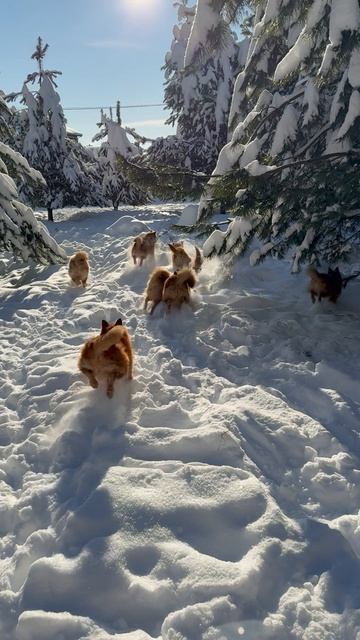 Лайки… лайки… питомник Pystykorva… Pystykorva… Kennel