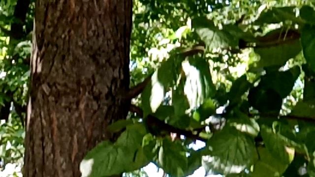 Кормим белку в Калуге в парке отдыха