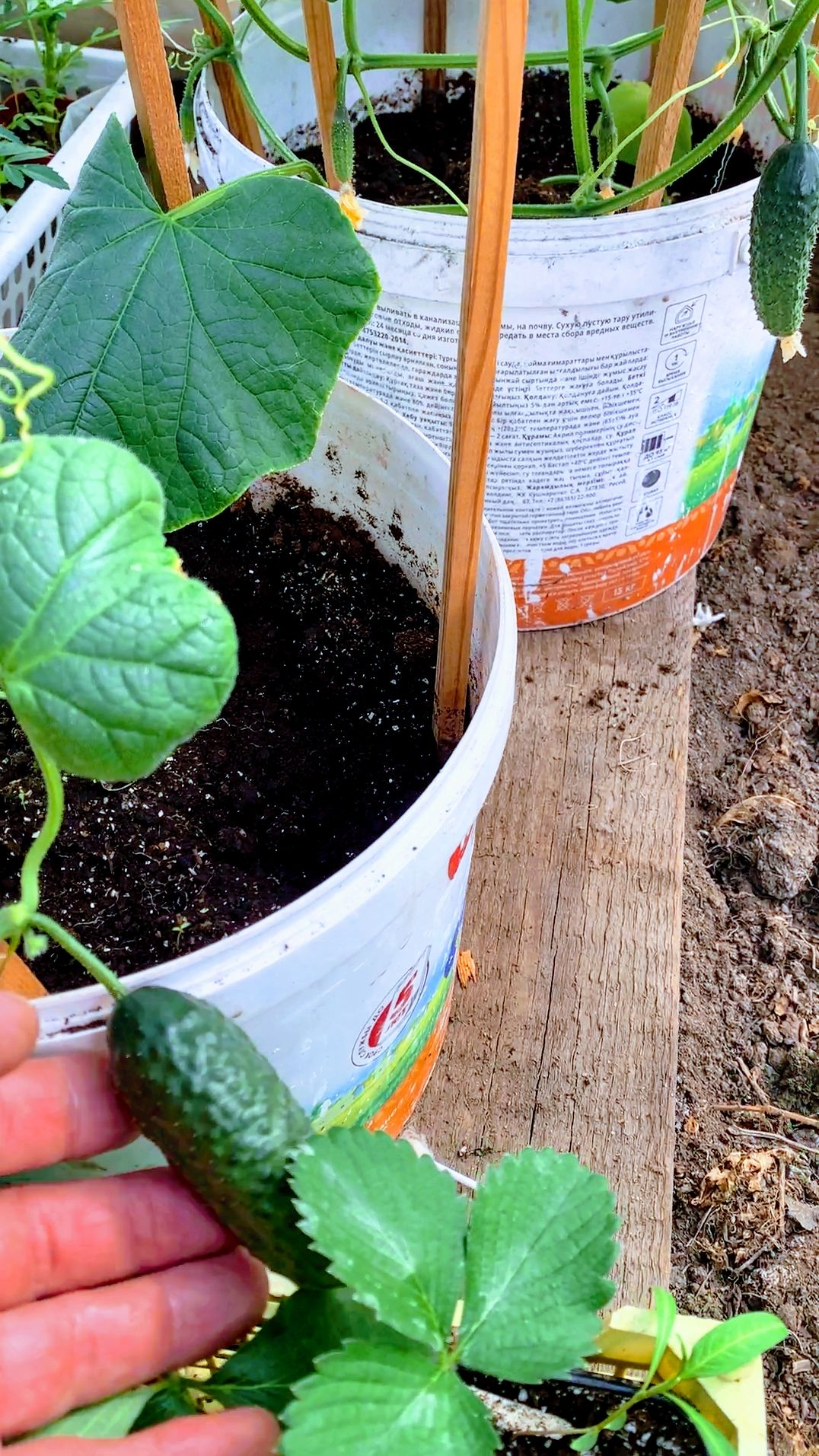 САЖАЮ ОГУРЦЫ в ВЁДРА и ЕДИМ КРУГЛЫЙ ГОД