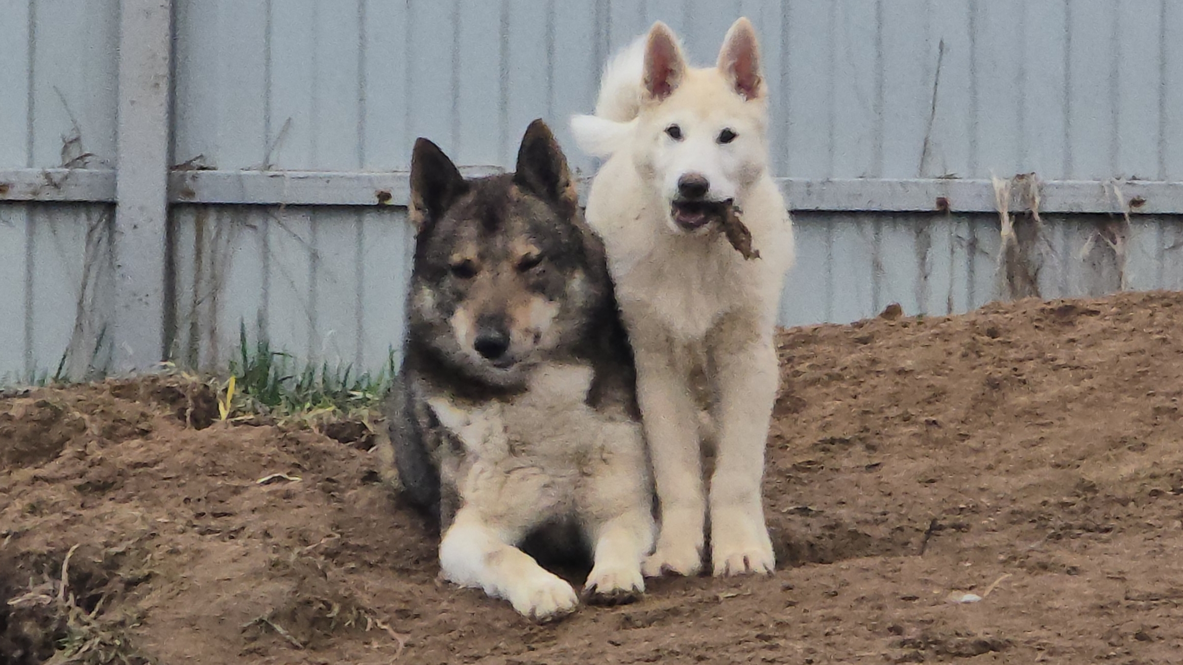 Каюр и Забар