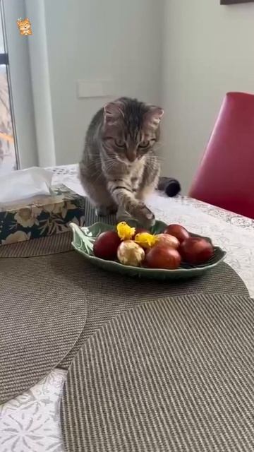 Мой жареный бекончик!😻Веселые котики. Коты хулиганы! Невероятные трюки! #кот #хулиган #трюк #short