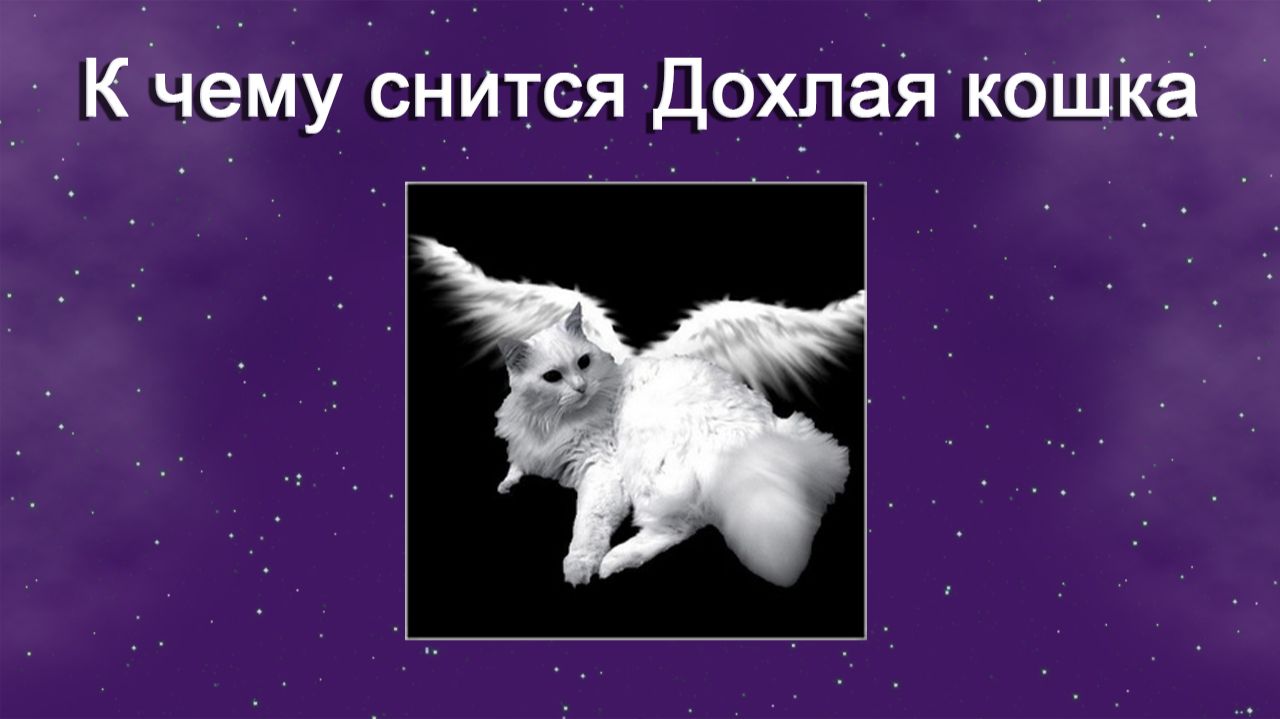 К чему снится Дохлая кошка - толкование сна